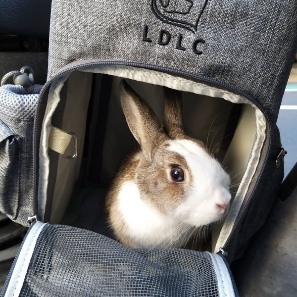 Illustrative example of backpack rabbit