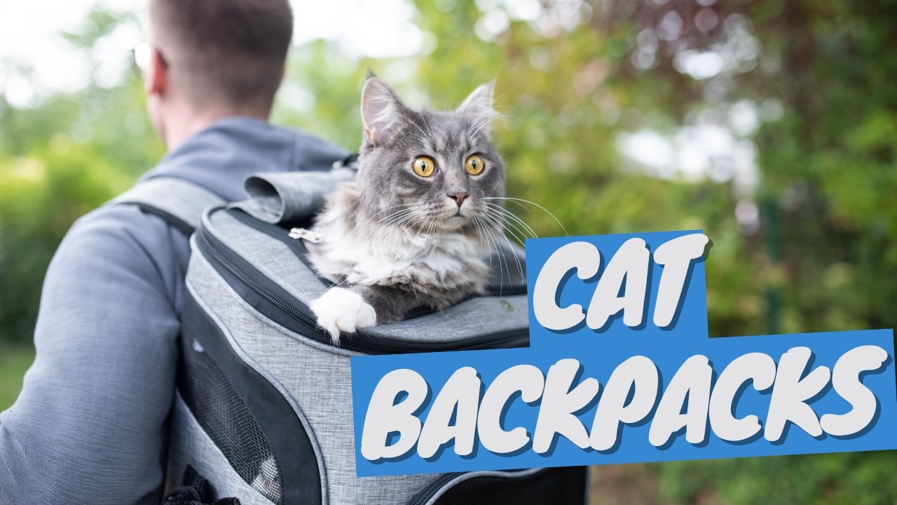 Illustrative example of cat hiking backpack