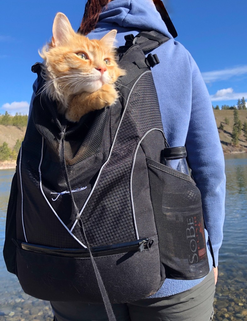 Illustrative example of cat hiking backpack