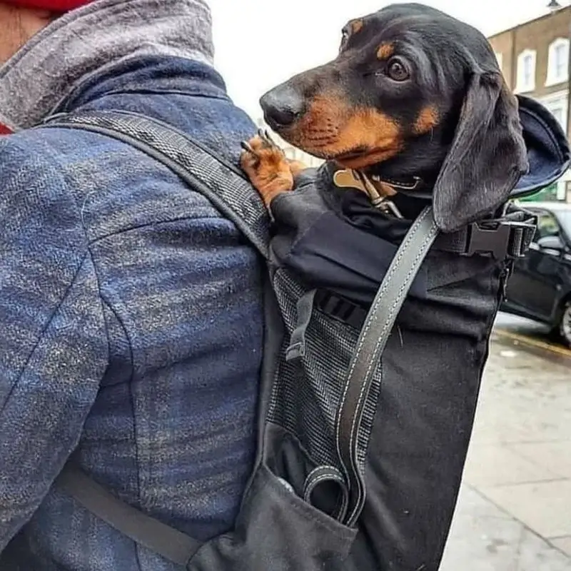Illustrative example of dachshund backpack