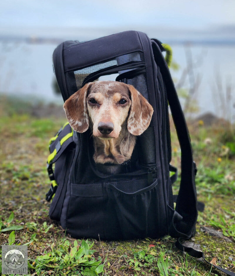 Illustrative example of dachshund backpack