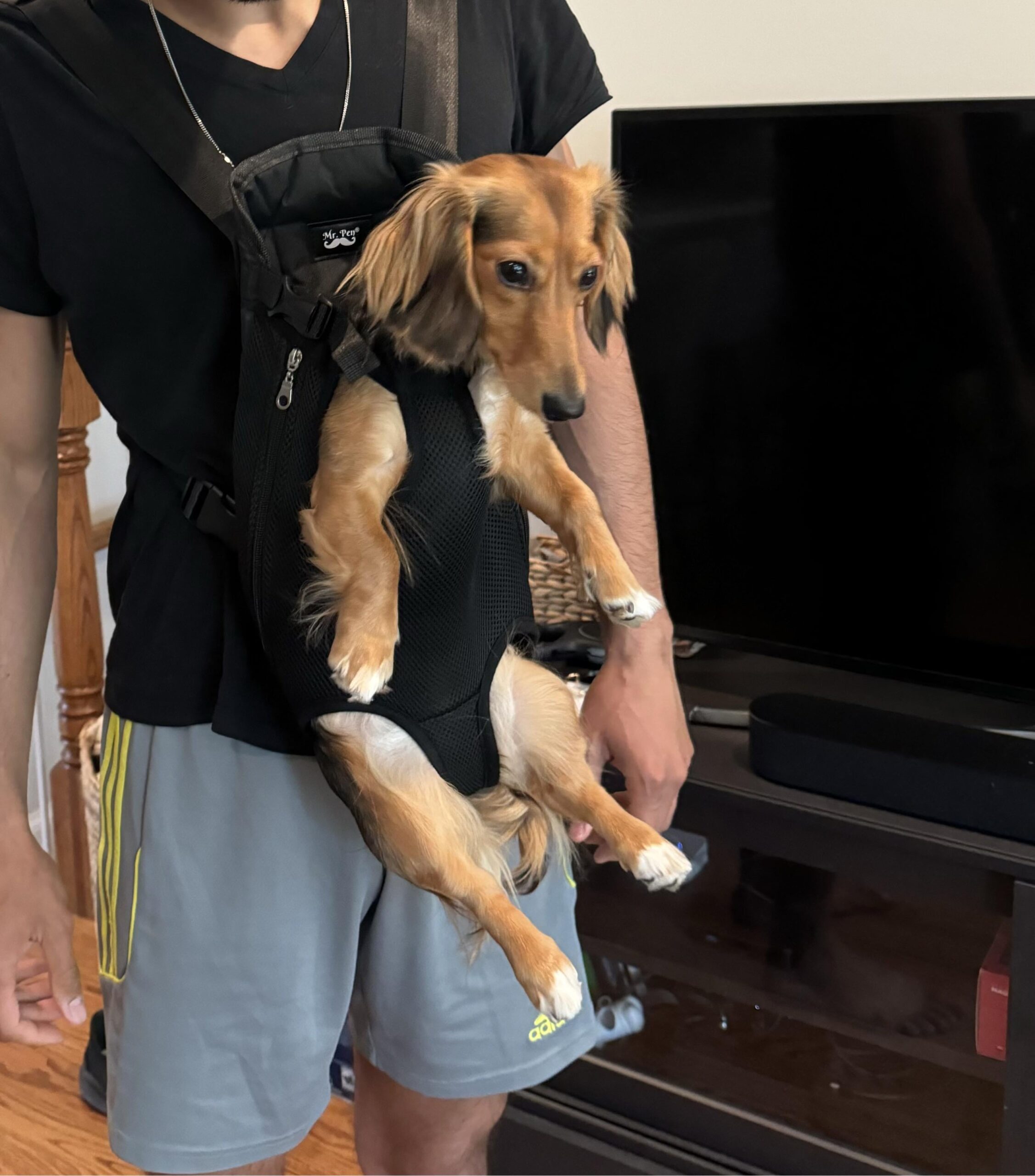 Illustrative example of dachshund backpack