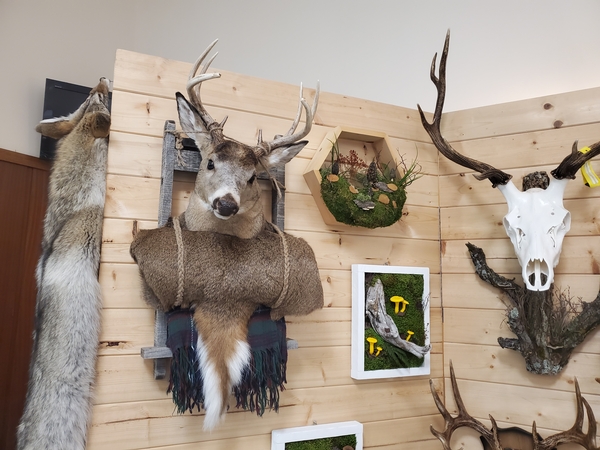 Illustrative example of deer backpack mount