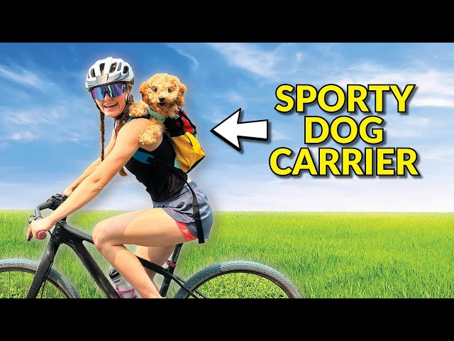 Illustrative example of dog backpack for biking