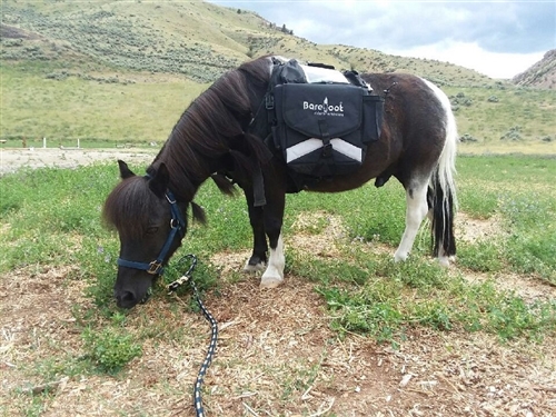 Illustrative example of horse backpack